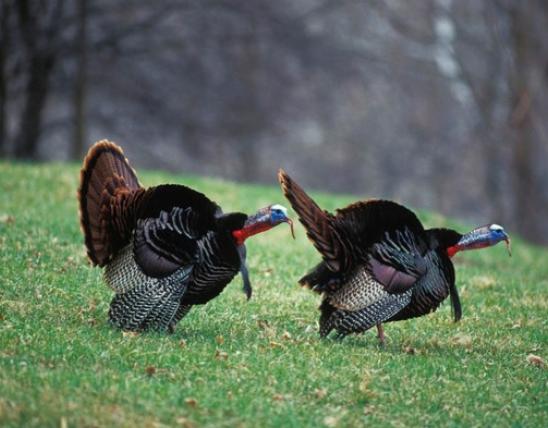 Two male turkeys strutting